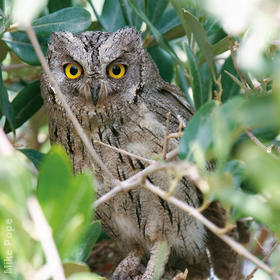 Pallid Scops Owl