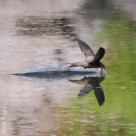 Pallid Swift (Drinking water)