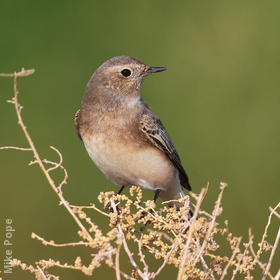 Pied Wheatear (Female)