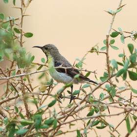 Purple Sunbird (Winter)