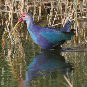 Purple Swamphen