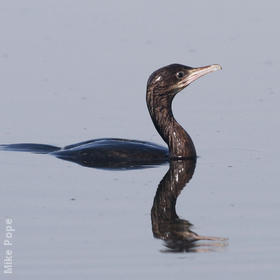 Pygmy Cormorant