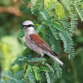 Red-backed Shrike (Male)