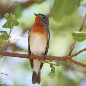 Red-breasted Flycatcher (Male breeding plumage)