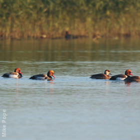 Red-crested Pochard (Males and females)