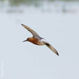 Red Knot