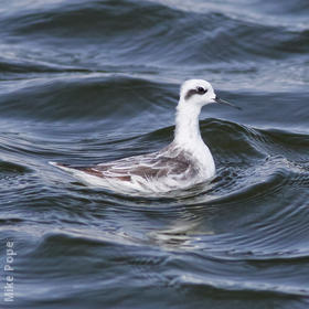 Red-necked Phalarope (Non - breeding plumage)