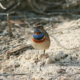 Red-spotted Bluethroat (Male breeding plumage)