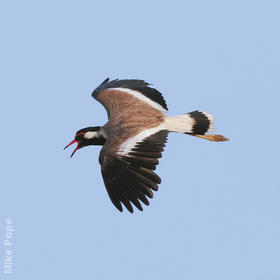 Red-wattled Lapwing (UAE)