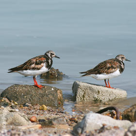 Ruddy Turnstone (Breeding plumage)