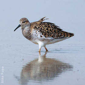 Ruff (Female spring)