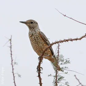 Rufous-tailed Rock Thrush (Female)