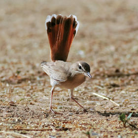 Rufous-tailed Scrub Robin