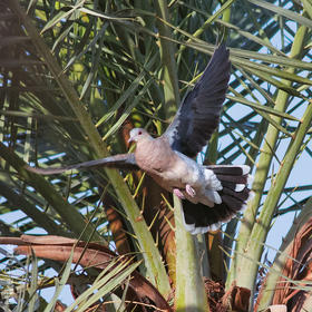 Rufous Turtle Dove