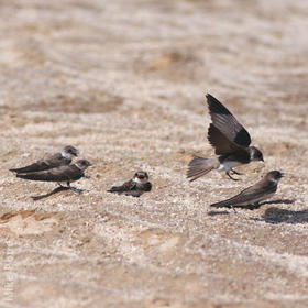 Sand Martin