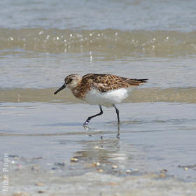 Sanderling (Breeding plumage)