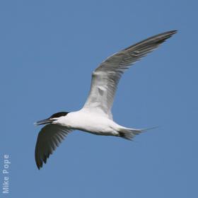 Sandwich Tern