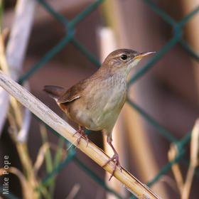 Savi’s Warbler 