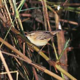 Sedge Warbler 