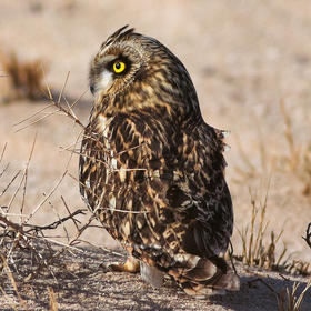 Short-eared Owl