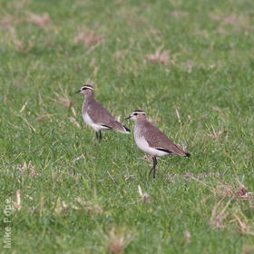 Sociable Lapwing