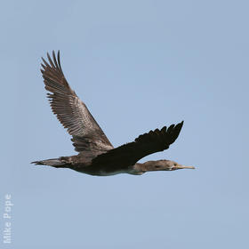 Socotra Cormorant (Immature)