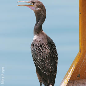 Socotra Cormorant (Immature)
