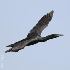 Socotra Cormorant