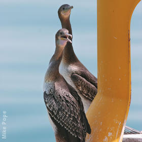 Socotra Cormorants (Immatures)