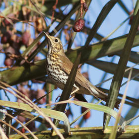 Song Thrush