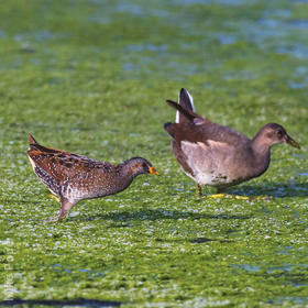 Spotted Crake (and immature Moorhen, right)