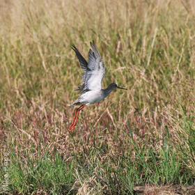 Spotted Redshank (Non - breeding)