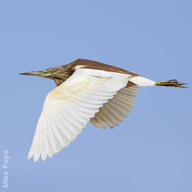 Squacco Heron