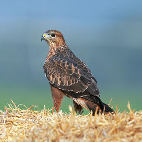 Steppe Buzzard