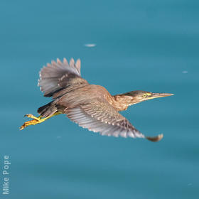 Striated Heron (Immature, UAE)