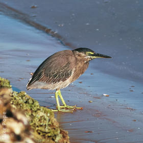 Striated Heron (UAE)