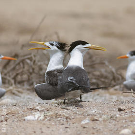 Swift Tern (Nesting colony with Lesser Crested Terns)