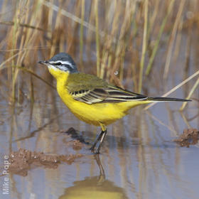 Sykes’s Wagtail (Male)