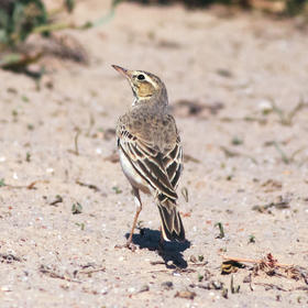 Tawny Pipit