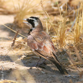 Temminck’s Lark (Male)