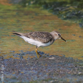 Temminck’s Stint (Early autumn)