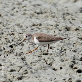 Terek Sandpiper (Non - breeding)