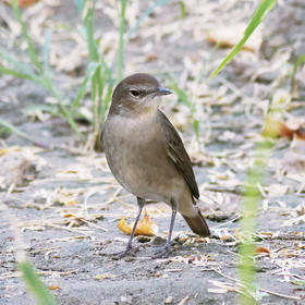 Thrush Nightingale