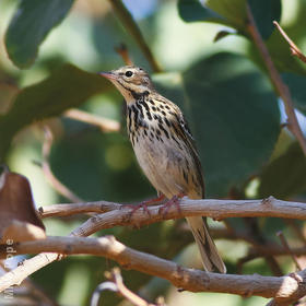 Tree Pipit (Non-breeding plumage)