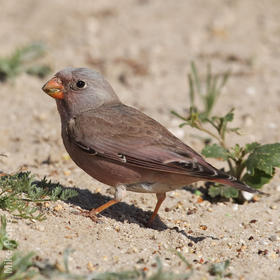 Trumpeter Finch