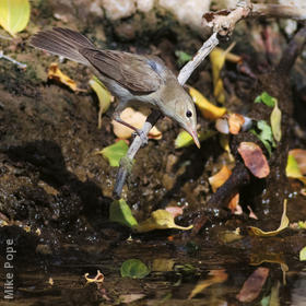 Upcher’s Warbler