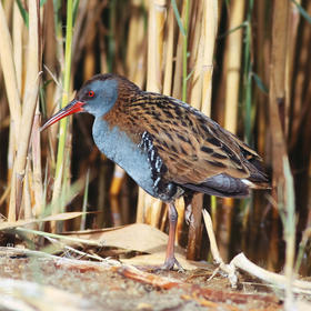 Water Rail