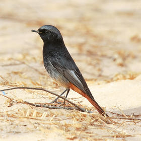 Western Black Redstart (Male)
