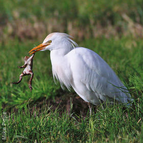 Western Cattle Egret