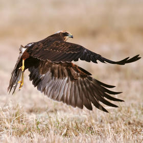 Western Marsh Harrier (Immature)